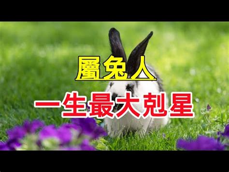 屬兔屬性|【兔五行】揭曉兔年的五行玄機：屬兔的五行屬啥？缺什麼一次搞。